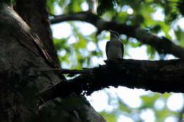 Image of Malabar Woodshrike