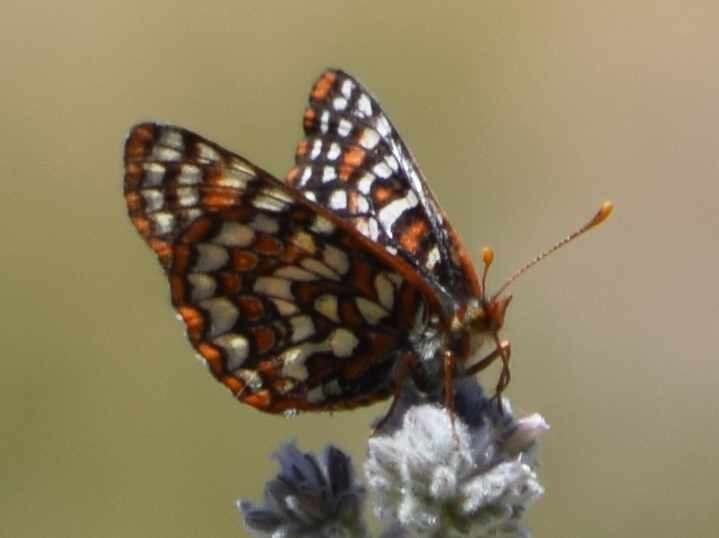 Image de Euphydryas editha (Boisduval 1852)