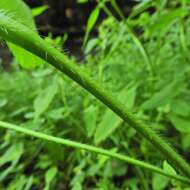 Image of lesser hemp-nettle