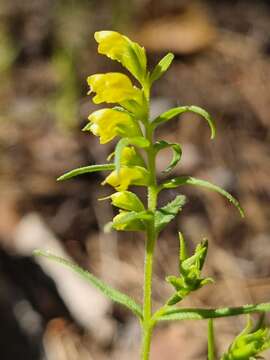 Odontites viscosus (L.) Clairv.的圖片