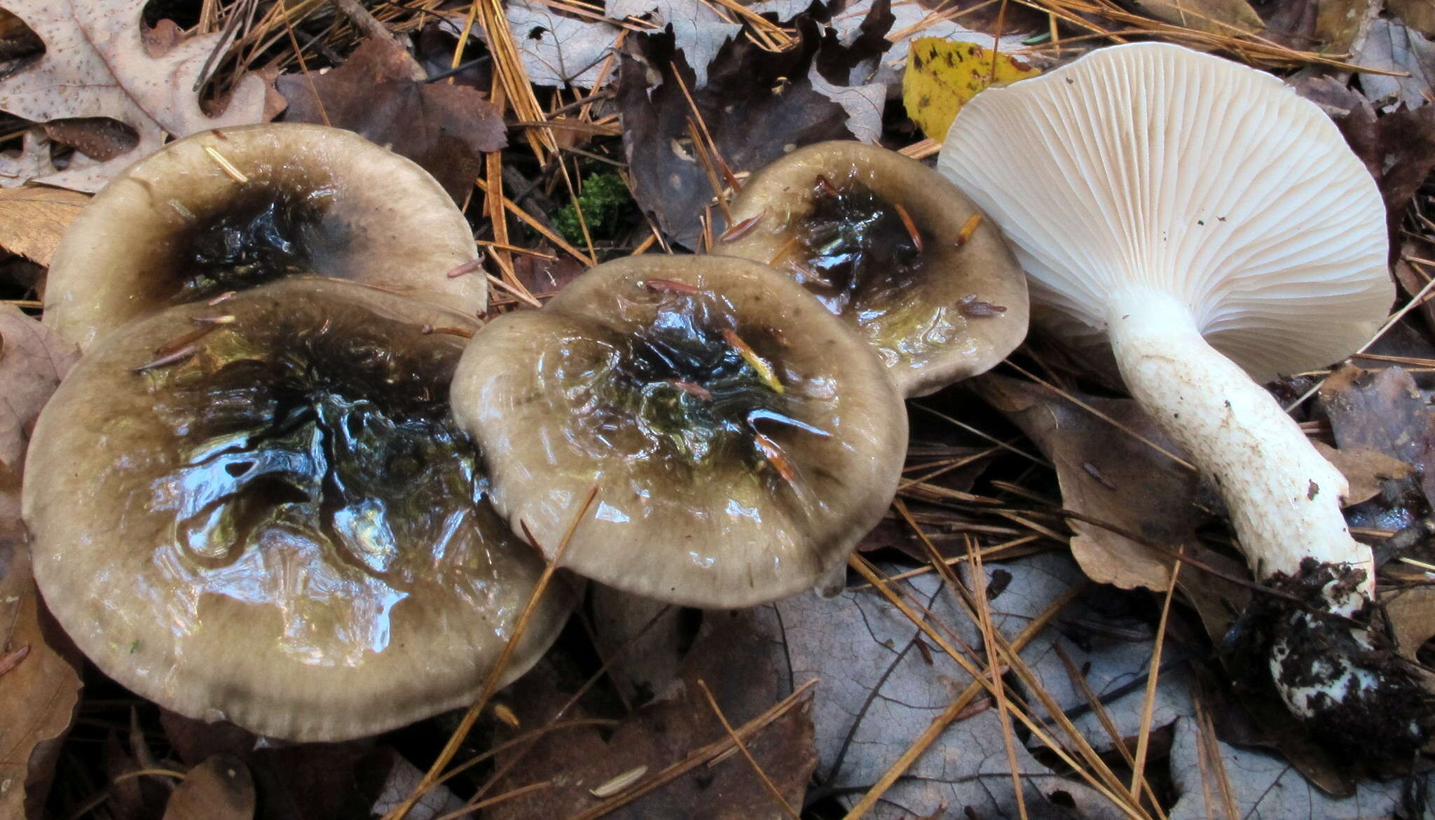 Слика од Hygrophorus fuligineus Frost 1884