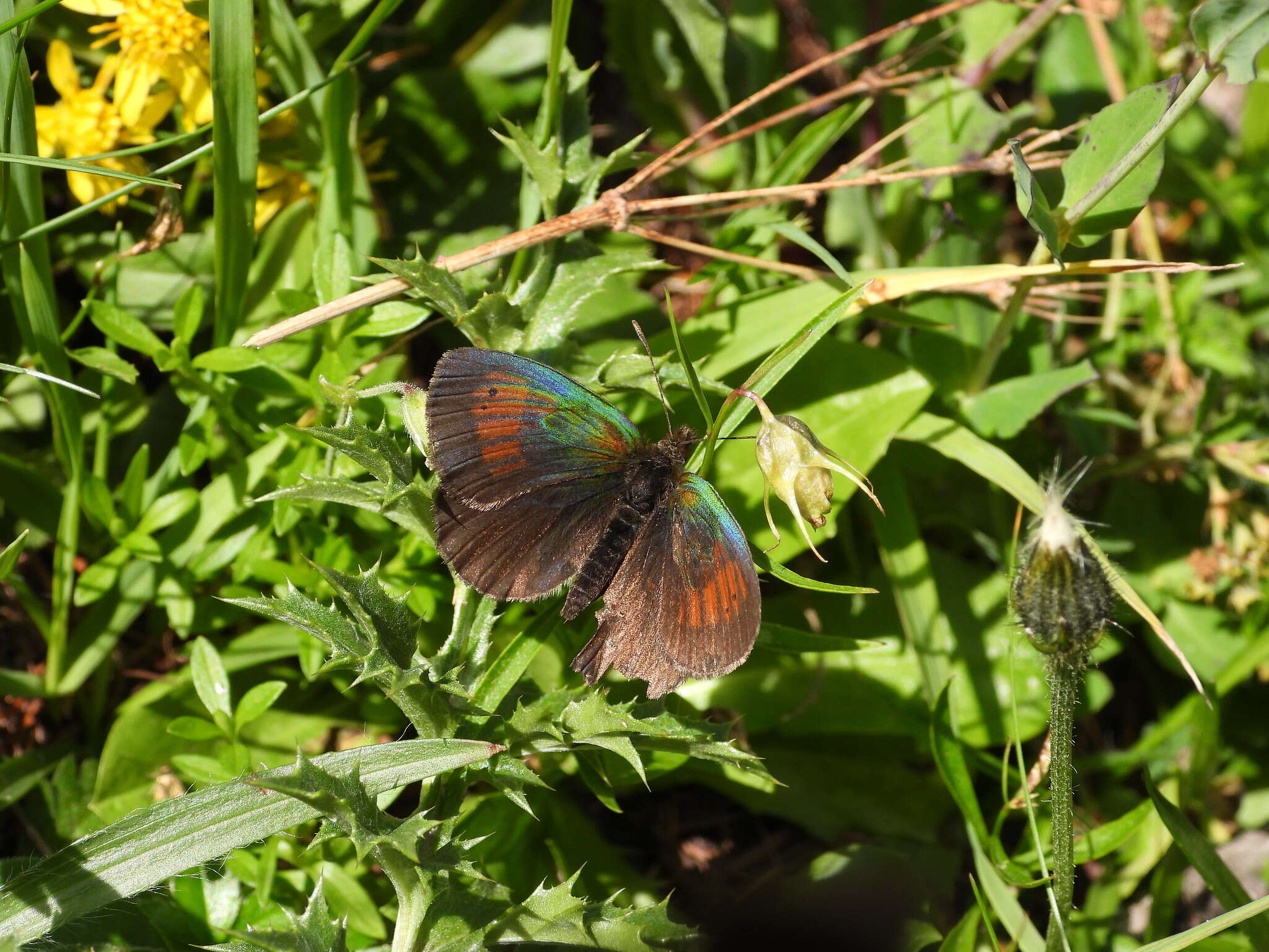 Image of Swiss Brassy Ringlet