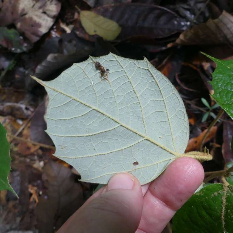 Image of Theobroma subincanum Mart.