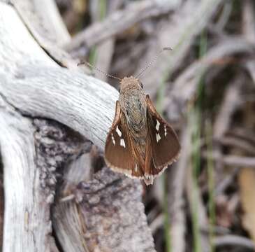 صورة Anisynta sphenosema Meyrick & Lower 1902