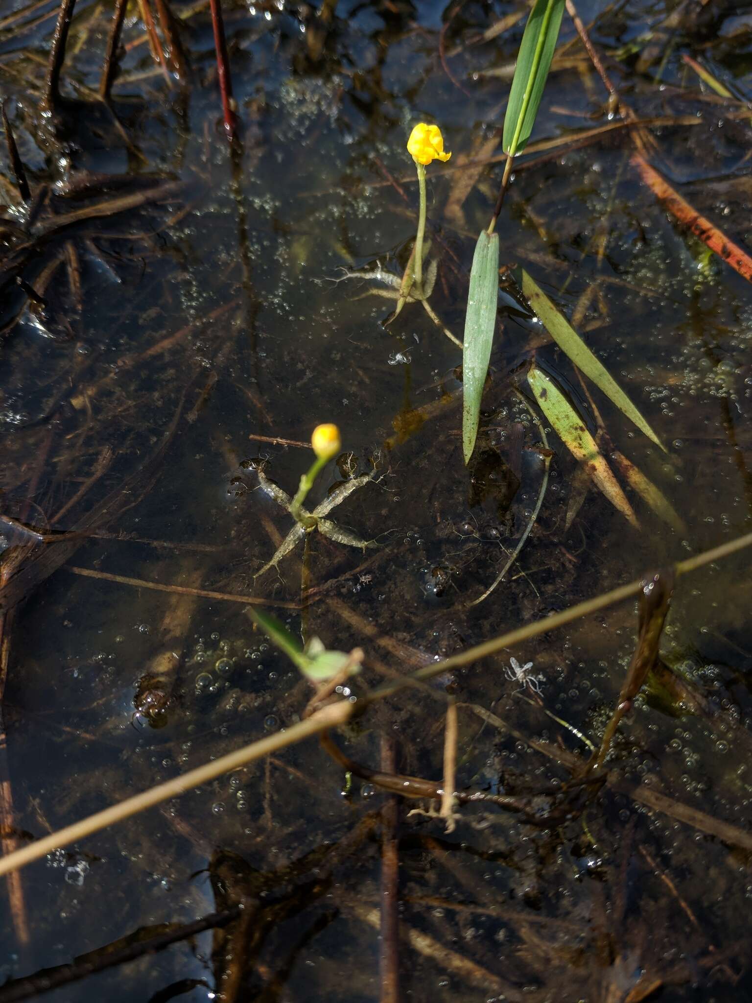 Image of little floating bladderwort