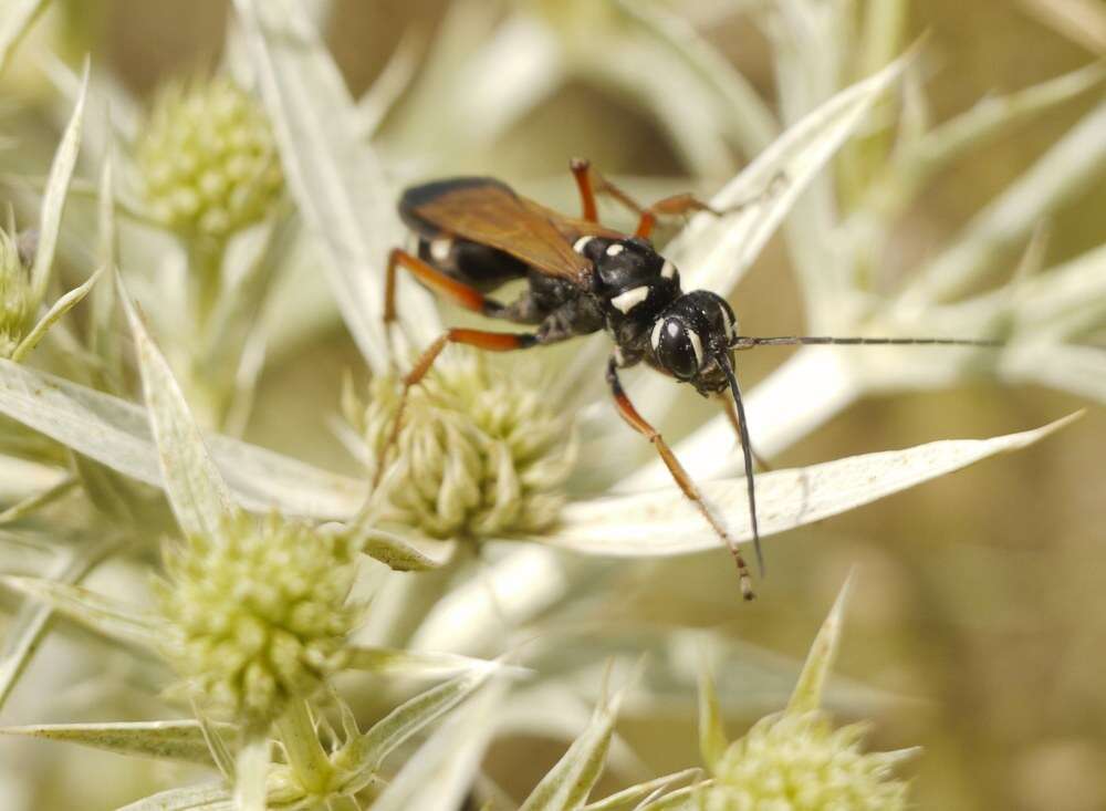 Слика од Cryptocheilus variabilis (Rossi 1790)