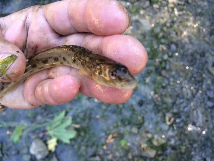 Image of Eel-blenny