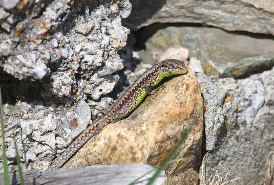 Image of Leonese rock lizard