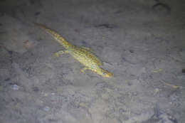 Image of Southern Crested Newt