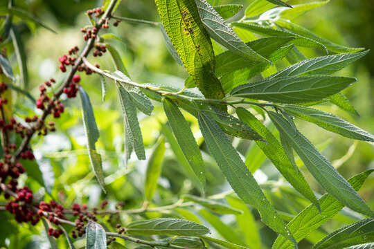 Imagem de Debregeasia longifolia (Burm. fil.) Wedd.