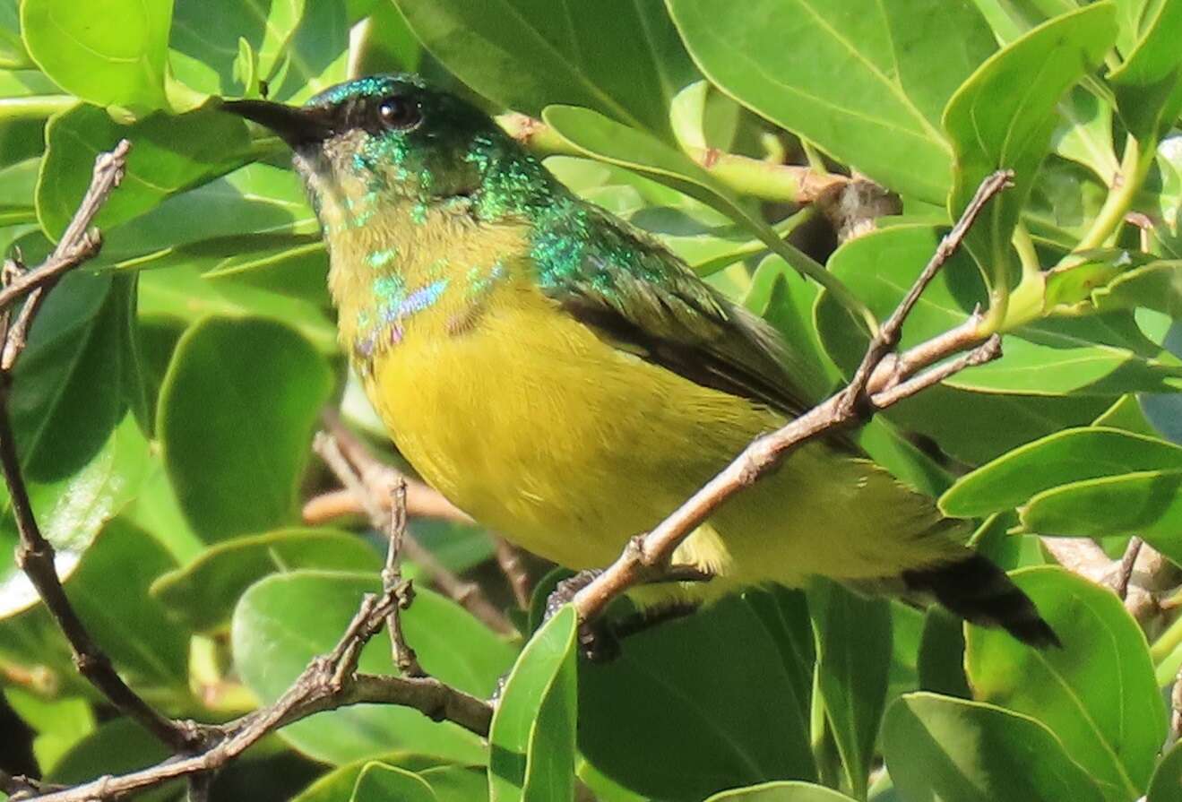 Слика од Hedydipna collaris zuluensis (Roberts 1931)