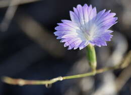 Image of Dianthus strictus Banks & Solander