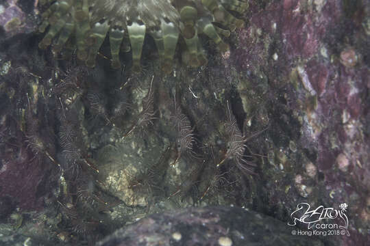 Image of Bruces hinge beak prawn