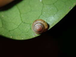 Image of Coneuplecta calculosa (Gould 1852)