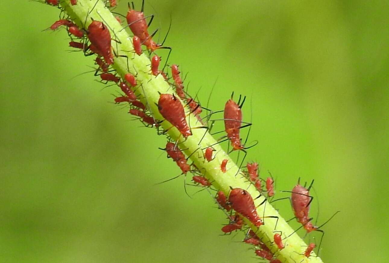 Image of Red Goldenrod Aphid