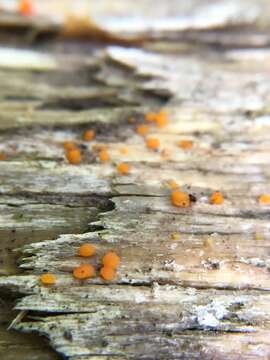 Image of Dacrymyces stillatus Nees 1816