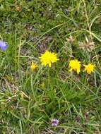 Image of Crepis jacquinii subsp. kerneri (Rech. fil.) Merxm.