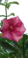 Image of purple allamanda