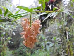 Image of Epidendrum arevaloi (Schltr.) Hágsater