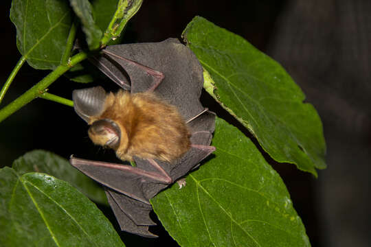 Plancia ëd Hipposideros jonesi Hayman 1947