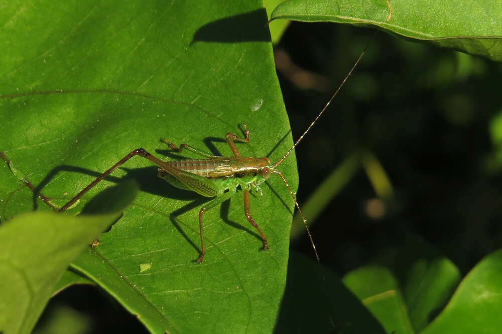 Theudoria melanocnemis (Stål 1861)的圖片