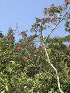 Image of wax tree