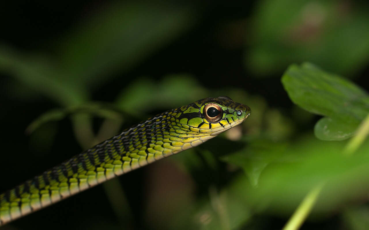 Imagem de Rhamnophis aethiopissa Günther 1862