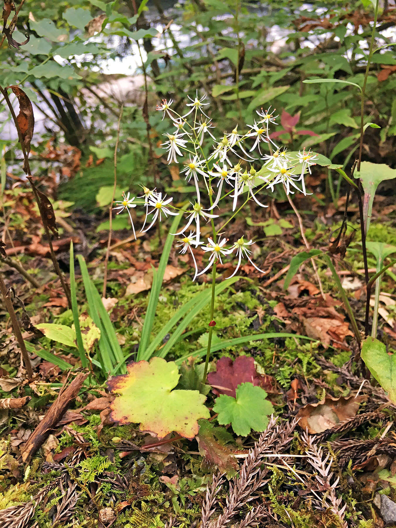 Image of Saxifraga fortunei var. alpina (Matsumura & Nakai) Nakai