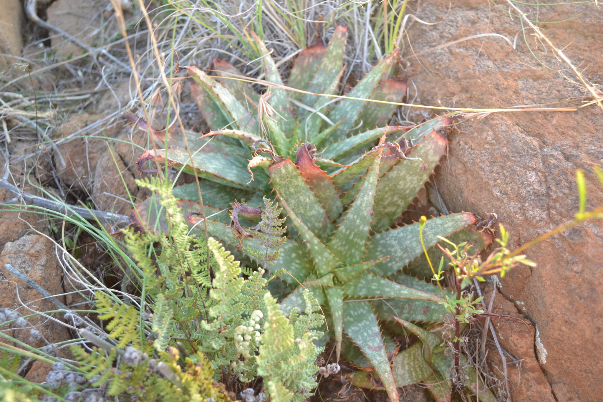 Слика од Aloe grandidentata Salm-Dyck