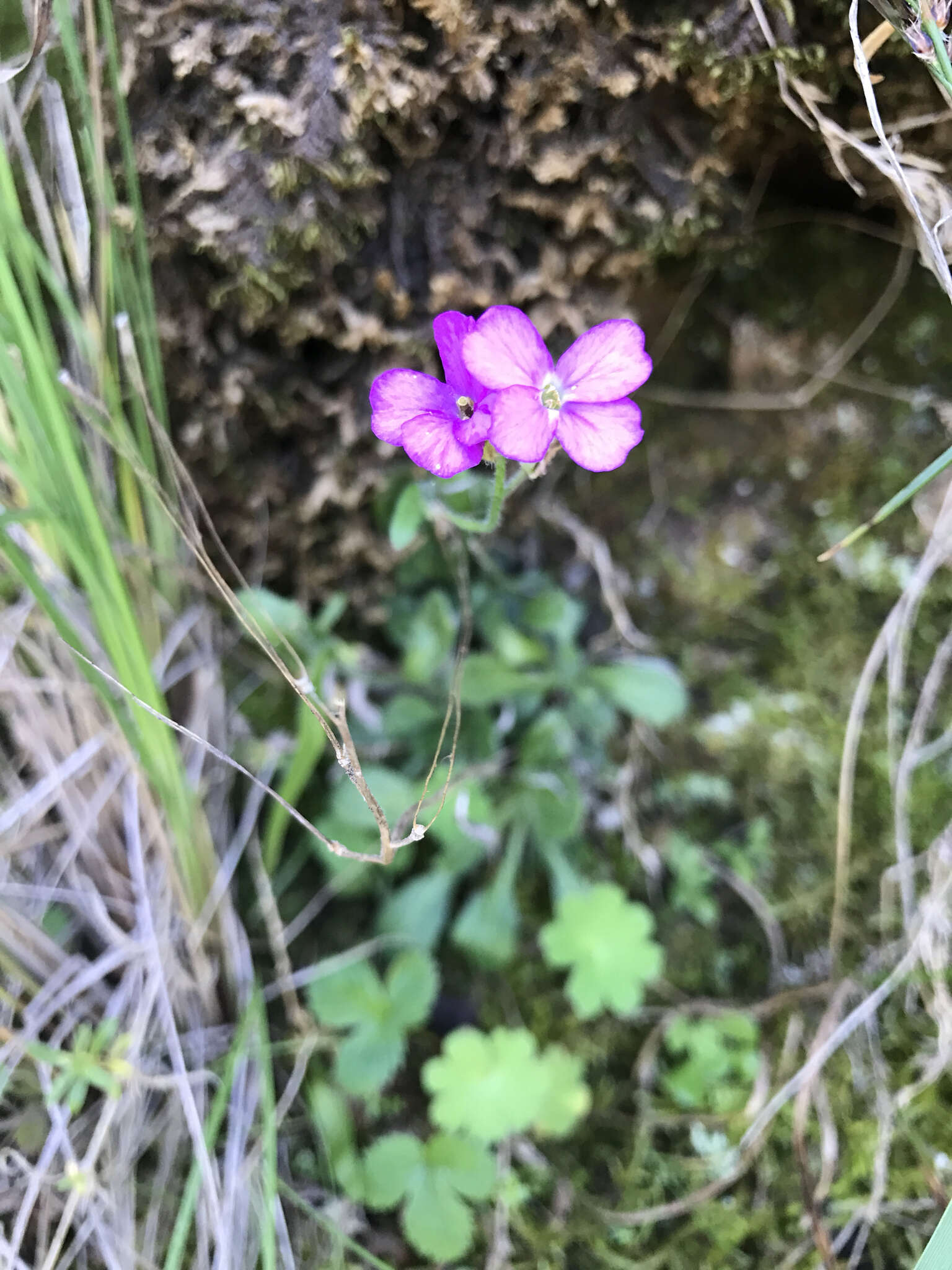 Image of rose rockcress