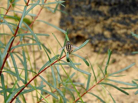 Imagem de Trichophthalma bivittata (Westwood 1835)