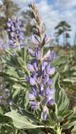 Image of sky-blue lupine