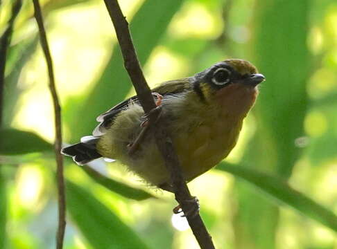 Image of Black-eared Shrike-Babbler