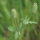 Sivun Trifolium phleoides Willd. kuva