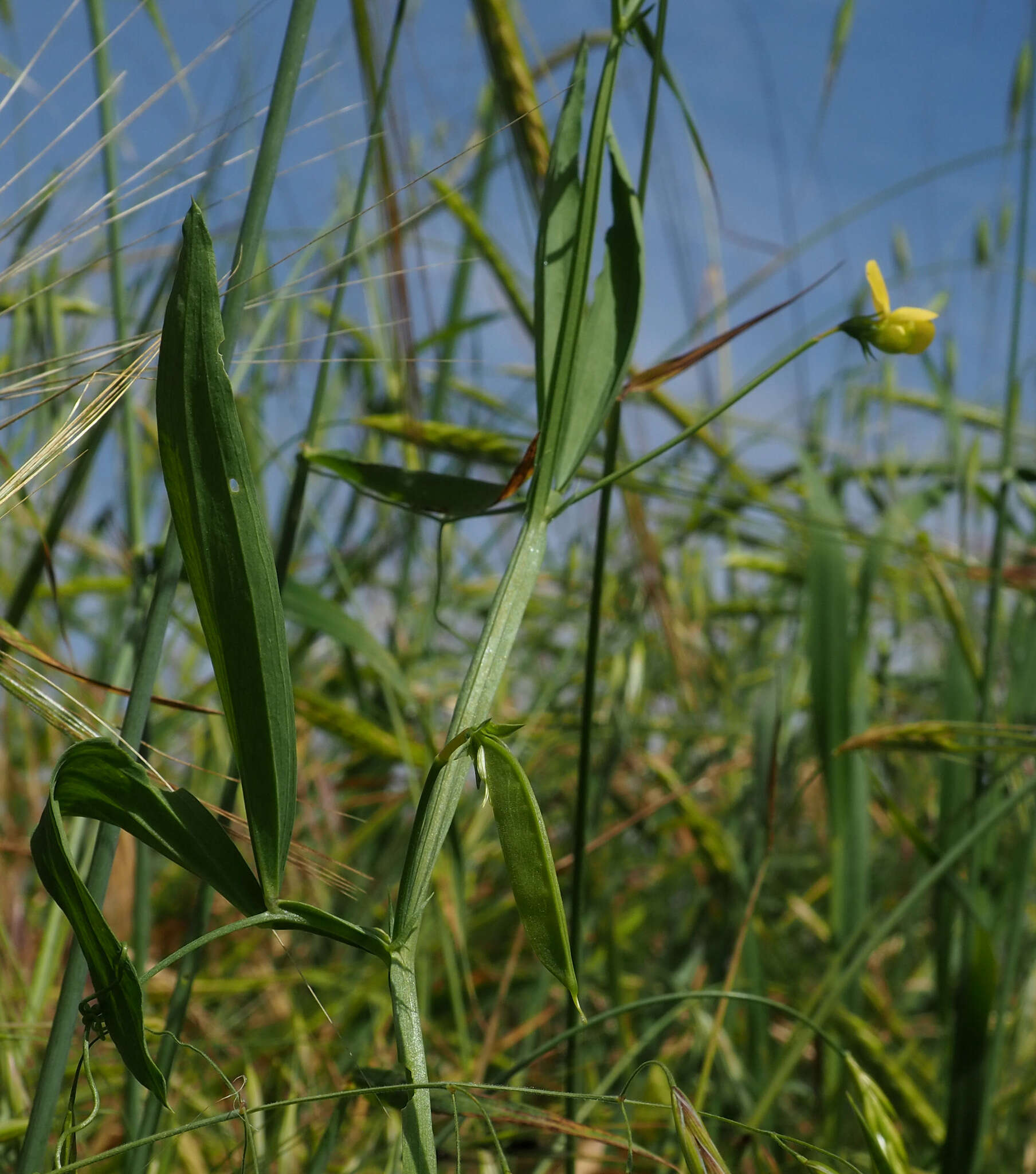 Image of annual vetchling