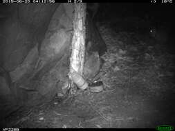 Image of Short-eared Rock Wallaby