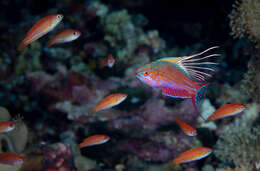 Image of Blue flasher-wrasse