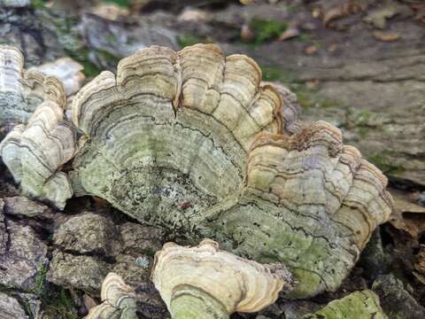 Image of False turkeytail