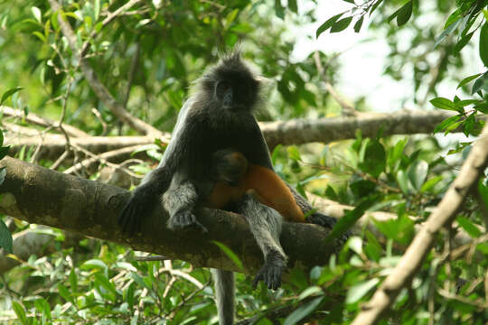 Image of Trachypithecus selangorensis Roos, Nadler & Walter 2008