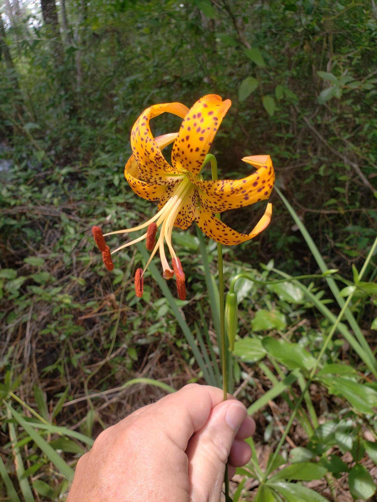 Image of panhandle lily