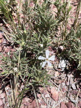 Image of prairie phlox