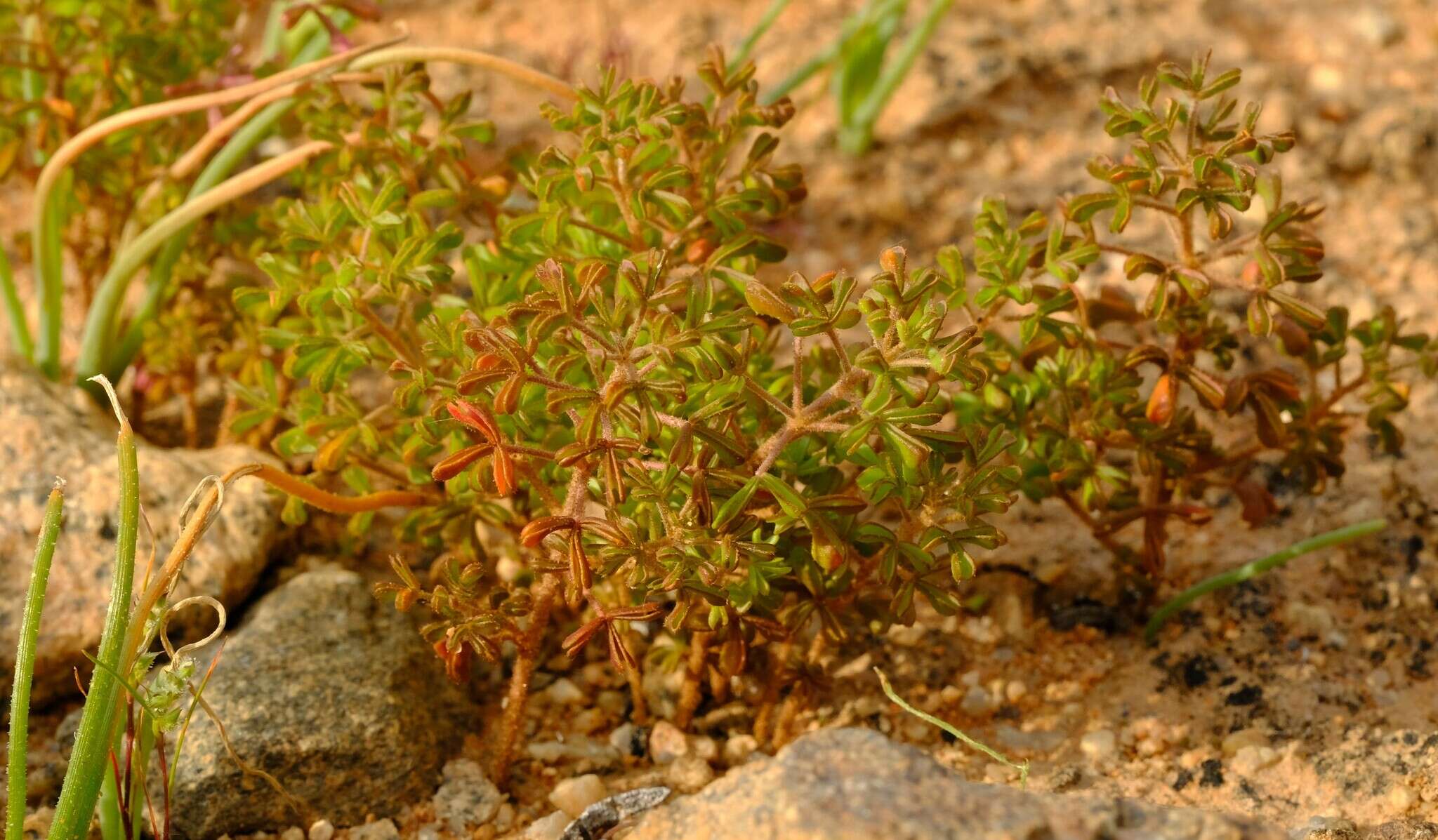 Sivun Oxalis clavifolia Sond. kuva