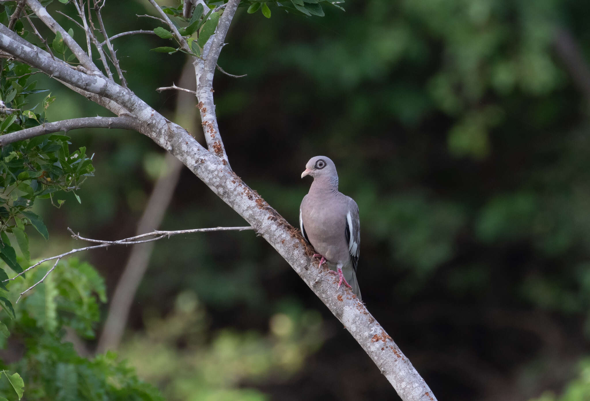 صورة Patagioenas corensis (Jacquin 1784)