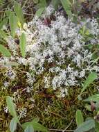 Image of Reindeer lichen