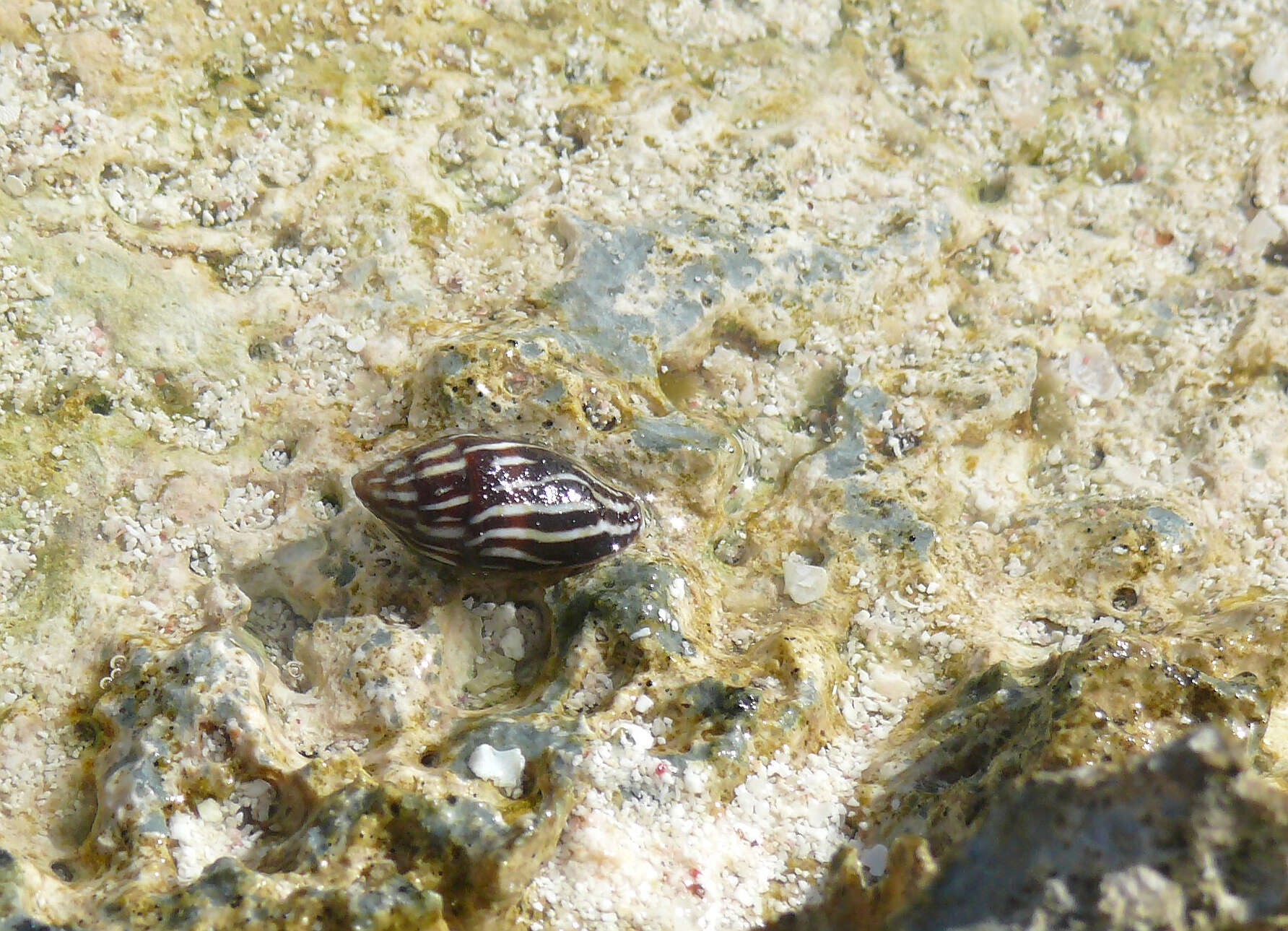 Image of Strigatella paupercula (Linnaeus 1758)