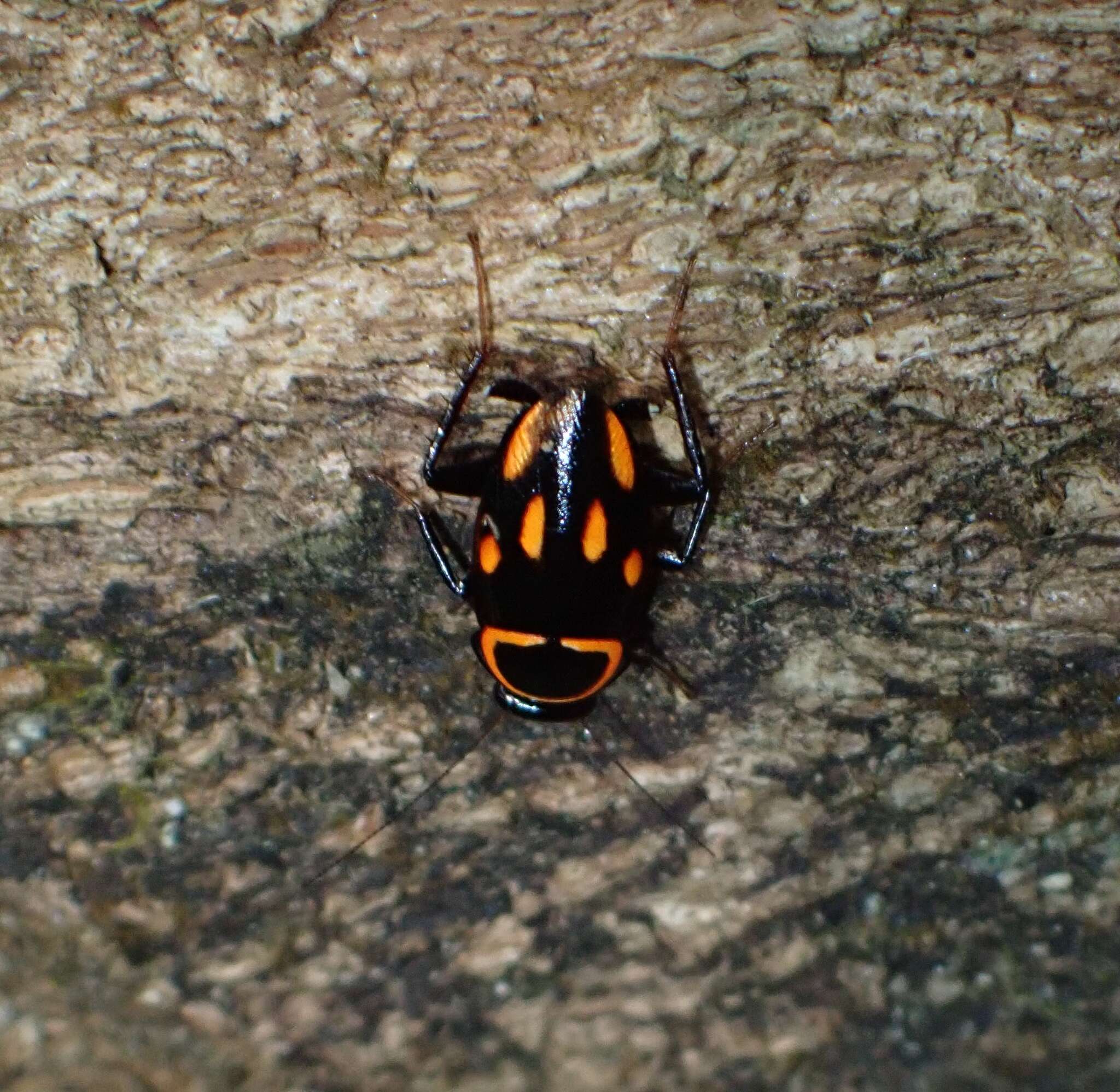 Sundablatta sexpunctata (Hanitsch 1923) resmi