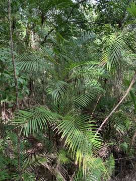 Image de Bactris major Jacq.