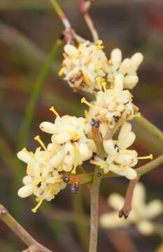 Image of Stirlingia anethifolia (R. Br.) Endl.