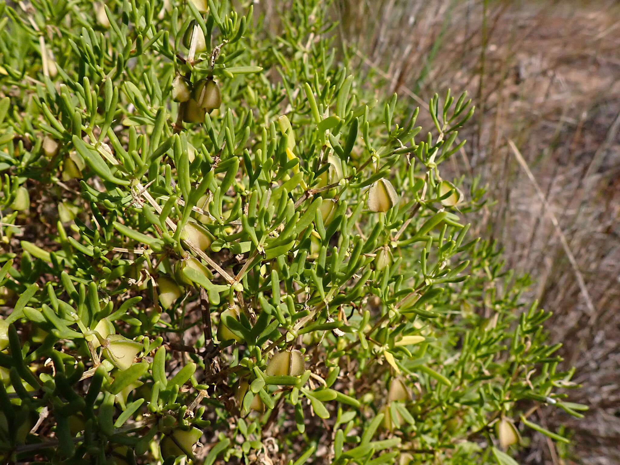 Image of Roepera confluens (H. Eichler) Beier & Thulin