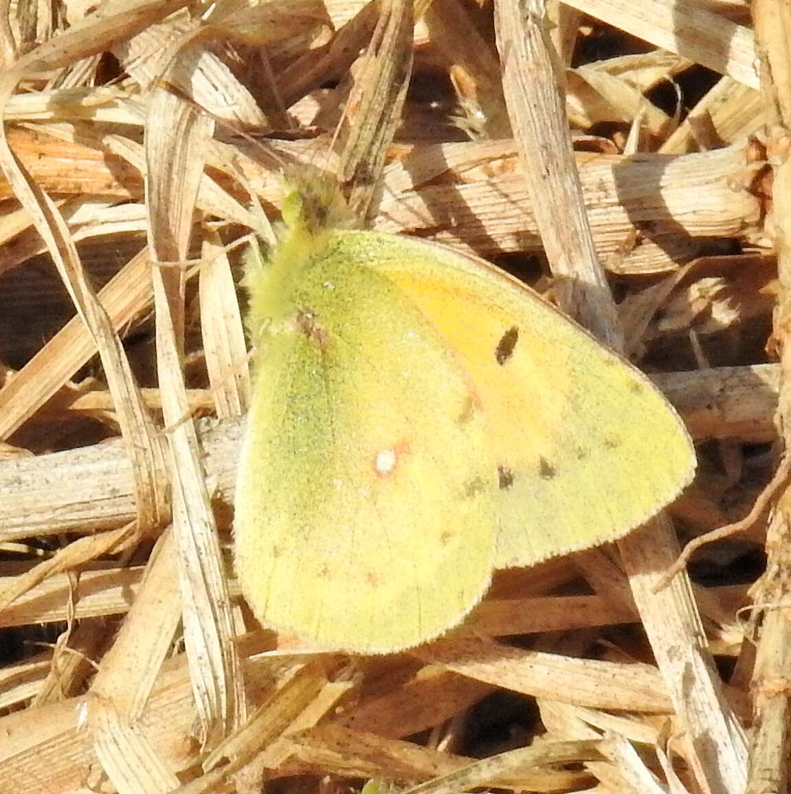 Image of <i>Colias <i>electo</i></i> electo